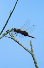 Tramea stenoloba