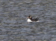 Fratercula corniculata