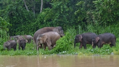 Elephas maximus borneensis