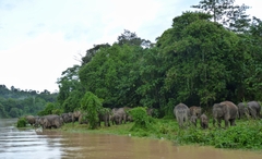 Elephas maximus borneensis