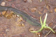 Goddardobdella elegans