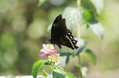 Papilio nireus
