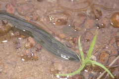 Goddardobdella elegans
