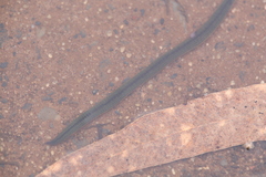 Goddardobdella elegans