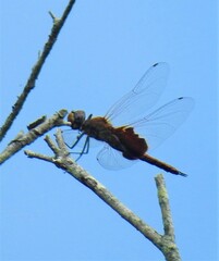 Tramea stenoloba