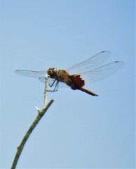 Tramea stenoloba