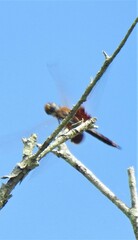 Tramea stenoloba