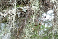 Bryocaulon pseudosatoanum