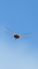 Tramea stenoloba