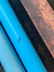 Dolichoderus thoracicus