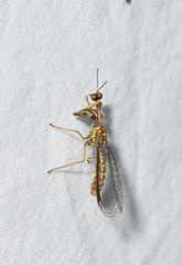 Spaminta minjerribae