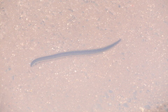 Goddardobdella elegans