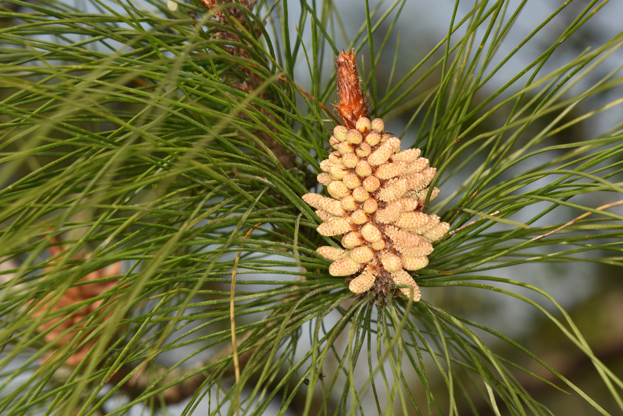 Pinus massoniana