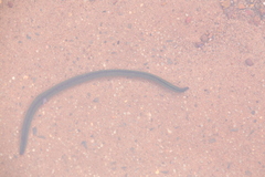 Goddardobdella elegans