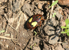 Pedinorrhina trivittata