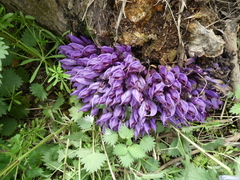 Lathraea clandestina