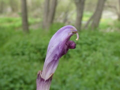 Lathraea clandestina