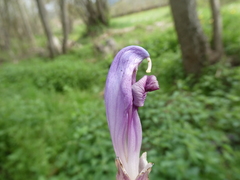 Lathraea clandestina