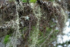 Bryocaulon pseudosatoanum