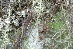 Bryocaulon pseudosatoanum