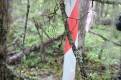 Bryocaulon pseudosatoanum