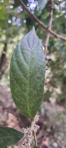 Oreocnide integrifolia observed 2023-02-20
