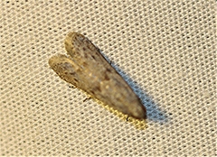 Cadra reniformis