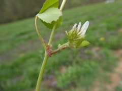 Trifolium thalii