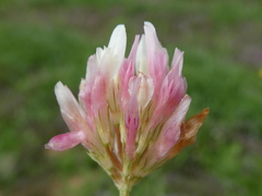 Trifolium thalii