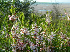 Prunus tenella