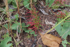 Grevillea goodii