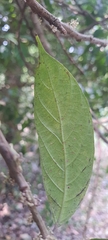 Oreocnide integrifolia