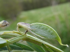 Vicia pannonica