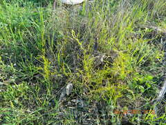 Asparagus verticillatus