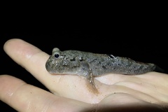 Periophthalmus argentilineatus