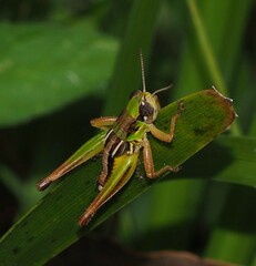 Praxibulus tectatus
