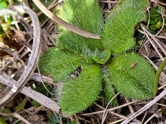 Plantago lanigera