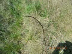 Asparagus verticillatus