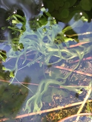 Riccia canaliculata