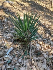 Yucca gloriosa