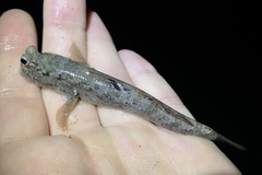 Periophthalmus argentilineatus