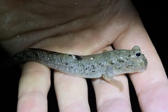 Periophthalmus argentilineatus