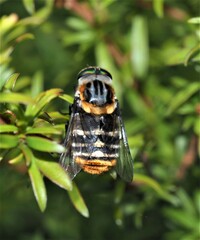 Scaptia patula