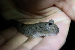 Periophthalmus argentilineatus