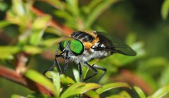 Scaptia patula
