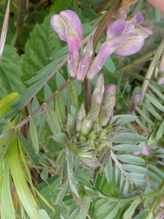 Vicia pannonica