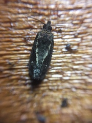 Cryptaspasma querula