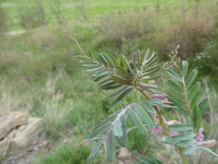 Vicia pannonica