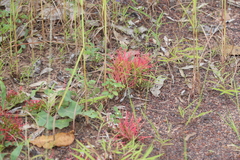 Grevillea goodii