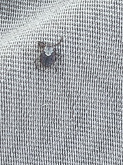 Dermacentor occidentalis